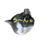 猫のここあ（個別スタンプ：13）