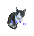 猫のここあ（個別スタンプ：14）