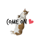 うちのマッチョ猫（個別スタンプ：1）