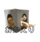 うちのマッチョ猫（個別スタンプ：8）