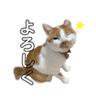 うちのマッチョ猫（個別スタンプ：14）
