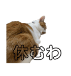 うちのマッチョ猫（個別スタンプ：22）