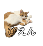 うちのマッチョ猫（個別スタンプ：23）