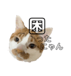 うちのマッチョ猫（個別スタンプ：27）