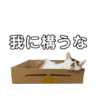 うちのマッチョ猫（個別スタンプ：33）