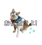 うちのマッチョ猫（個別スタンプ：35）