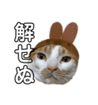 うちのマッチョ猫（個別スタンプ：39）