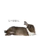 うさぎさんモカの日常（個別スタンプ：13）