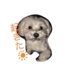 我が家のコロン(Colong)（個別スタンプ：1）