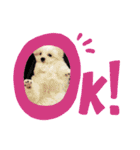 我が家のコロン(Colong)（個別スタンプ：4）
