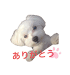 我が家のコロン(Colong)（個別スタンプ：6）