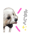 我が家のコロン(Colong)（個別スタンプ：9）