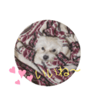 我が家のコロン(Colong)（個別スタンプ：10）