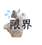 我が家のコロン(Colong)（個別スタンプ：11）
