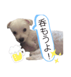 我が家のコロン(Colong)（個別スタンプ：12）