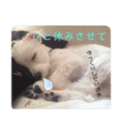 我が家のコロン(Colong)（個別スタンプ：13）