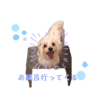 我が家のコロン(Colong)（個別スタンプ：14）