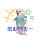 我が家のコロン(Colong)（個別スタンプ：15）