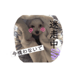 我が家のコロン(Colong)（個別スタンプ：16）