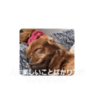 シュリ爺のデイリースタンプ（個別スタンプ：3）