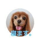 シュリ爺のデイリースタンプ（個別スタンプ：5）
