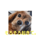 シュリ爺のデイリースタンプ（個別スタンプ：9）