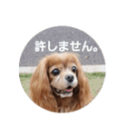 シュリ爺のデイリースタンプ（個別スタンプ：10）