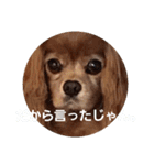 シュリ爺のデイリースタンプ（個別スタンプ：11）