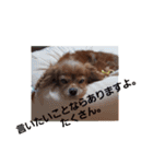 シュリ爺のデイリースタンプ（個別スタンプ：14）