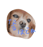 シュリ爺のデイリースタンプ（個別スタンプ：28）