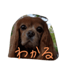 シュリ爺のデイリースタンプ（個別スタンプ：32）