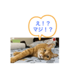 にゃべつのチャラスタンプ（個別スタンプ：1）