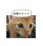 にゃべつのチャラスタンプ（個別スタンプ：6）