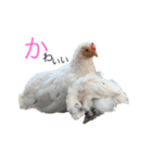 鶏の日常 1（個別スタンプ：1）