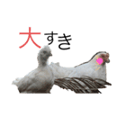 鶏の日常 1（個別スタンプ：5）
