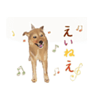 犬のゴン（個別スタンプ：15）