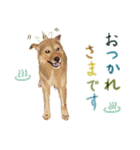 犬のゴン（個別スタンプ：16）