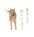 犬のゴン（個別スタンプ：18）