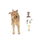 犬のゴン（個別スタンプ：19）