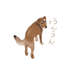 犬のゴン（個別スタンプ：22）