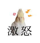 おかめのひまちゃん（個別スタンプ：5）