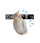 おかめのひまちゃん（個別スタンプ：7）