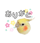 おかめのひまちゃん（個別スタンプ：9）