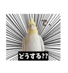 おかめのひまちゃん（個別スタンプ：17）