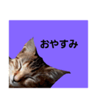 猫と共に挨拶を（個別スタンプ：3）