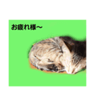 猫と共に挨拶を（個別スタンプ：4）