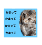 猫と共に挨拶を（個別スタンプ：6）