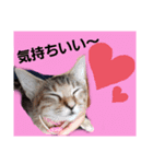 猫と共に挨拶を（個別スタンプ：7）