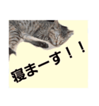 猫と共に挨拶を（個別スタンプ：8）