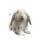 うさぎのやまいも(博多弁)（個別スタンプ：1）